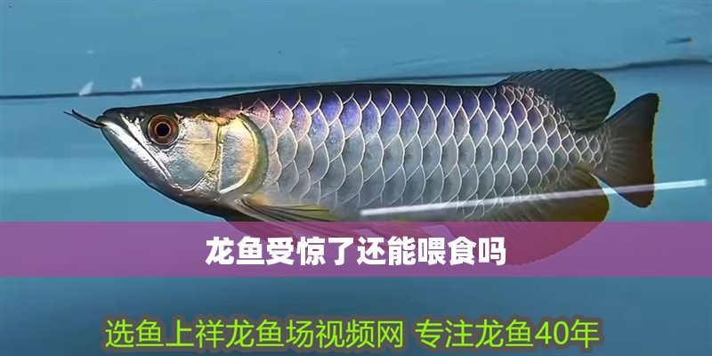 龍魚受驚了還能喂食嗎 龍魚百科 第2張 龍魚受驚了還能喂食嗎 龍魚受驚了還能喂食嗎 龍魚百科 第2張