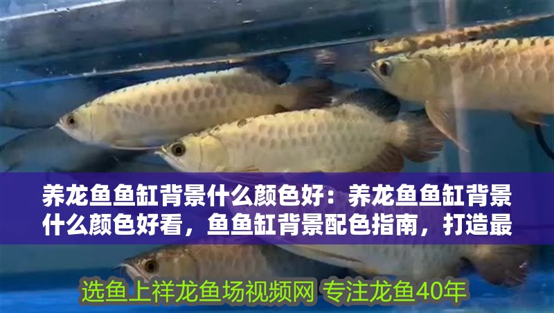 養龍魚魚缸背景什么顏色好：養龍魚魚缸背景什么顏色好看，魚魚缸背景配色指南，打造最佳觀賞 養龍魚魚缸背景什么顏色好：養龍魚魚缸背景什么顏色好看，魚魚缸背景配色指南，打造最佳觀賞 水族問答