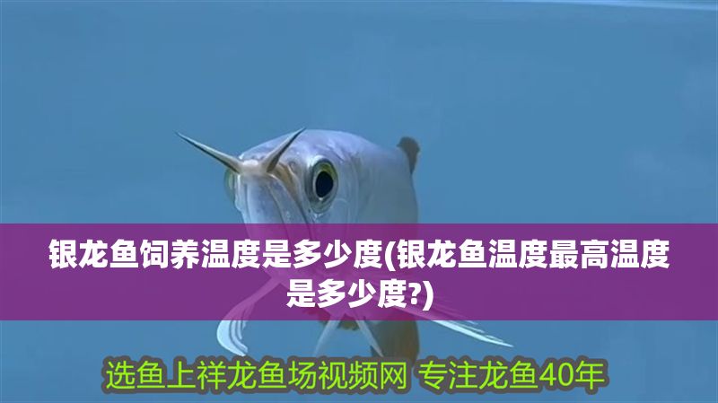 銀龍魚飼養(yǎng)溫度是多少度(銀龍魚溫度最高溫度是多少度?) 銀龍魚百科 第1張 銀龍魚飼養(yǎng)溫度是多少度(銀龍魚溫度最高溫度是多少度?) 銀龍魚飼養(yǎng)溫度是多少度(銀龍魚溫度最高溫度是多少度?) 銀龍魚百科 第1張