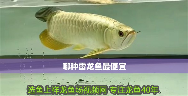 哪種雷龍魚最便宜