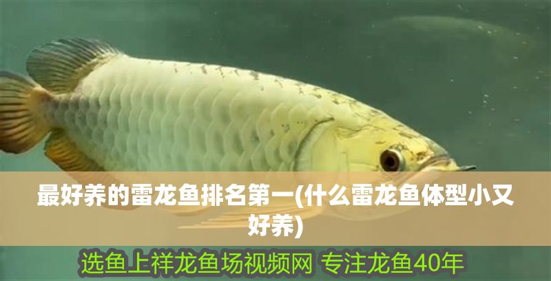 最好養的雷龍魚排名第一(什么雷龍魚體型小又好養)
