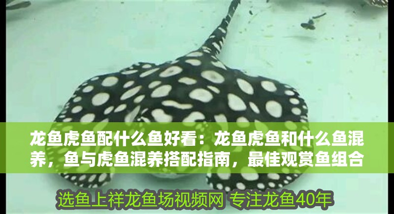 龍魚虎魚配什么魚好看：龍魚虎魚和什么魚混養，魚與虎魚混養搭配指南，最佳觀賞魚組合推薦 龍魚虎魚配什么魚好看：龍魚虎魚和什么魚混養，魚與虎魚混養搭配指南，最佳觀賞魚組合推薦 水族問答