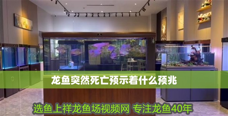 龍魚突然死亡預示著什么預兆