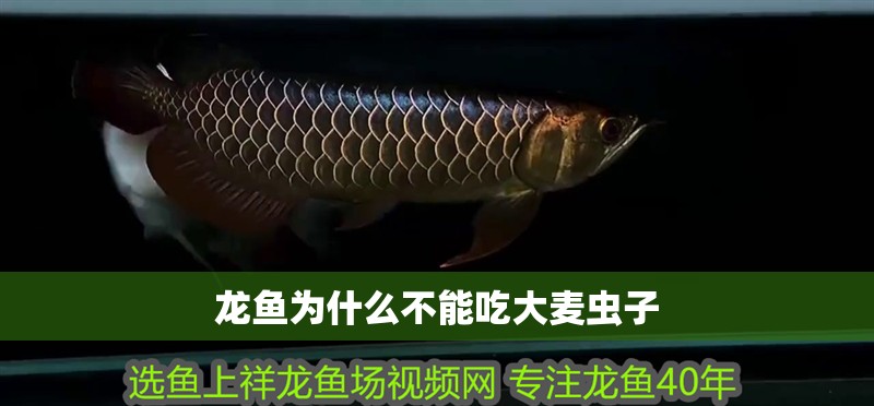 龍魚為什么不能吃大麥蟲子