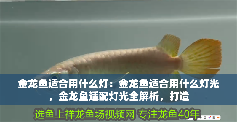 金龍魚(yú)適合用什么燈：金龍魚(yú)適合用什么燈光，金龍魚(yú)適配燈光全解析，打造