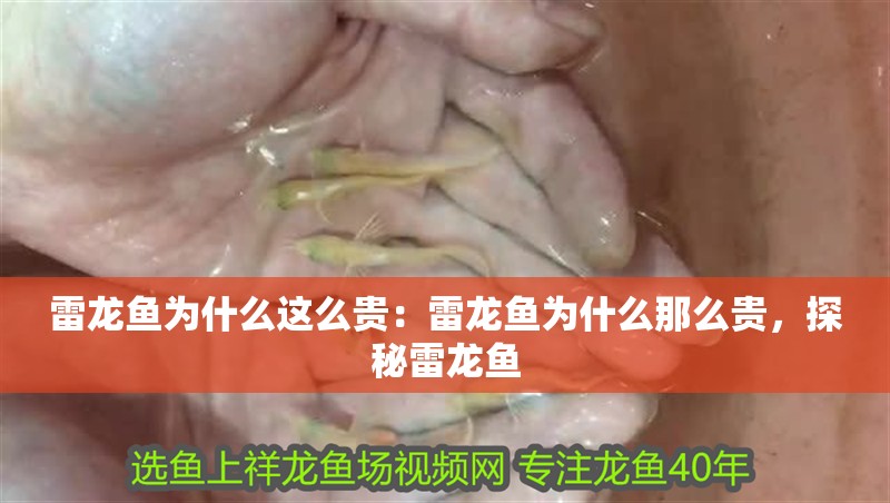 雷龍魚(yú)為什么這么貴：雷龍魚(yú)為什么那么貴，探秘雷龍魚(yú) 雷龍魚(yú)為什么這么貴：雷龍魚(yú)為什么那么貴，探秘雷龍魚(yú) 水族問(wèn)答