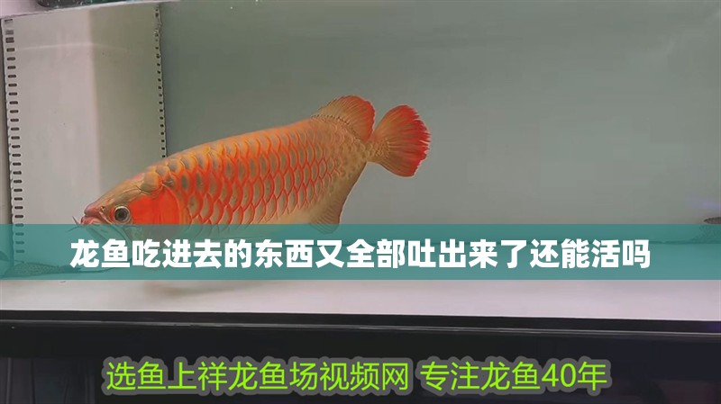 龍魚吃進去的東西又全部吐出來了還能活嗎
