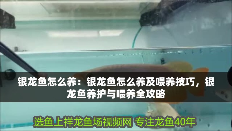銀龍魚怎么養：銀龍魚怎么養及喂養技巧，銀龍魚養護與喂養全攻略