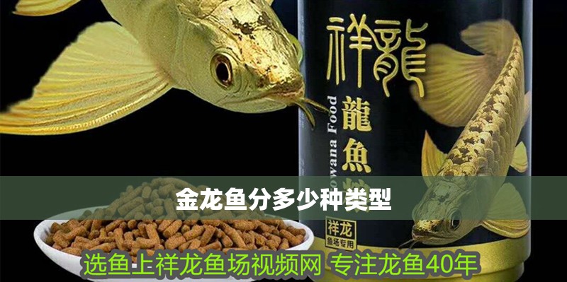 金龍魚分多少種類型 金龍魚分多少種類型 龍魚百科 第4張