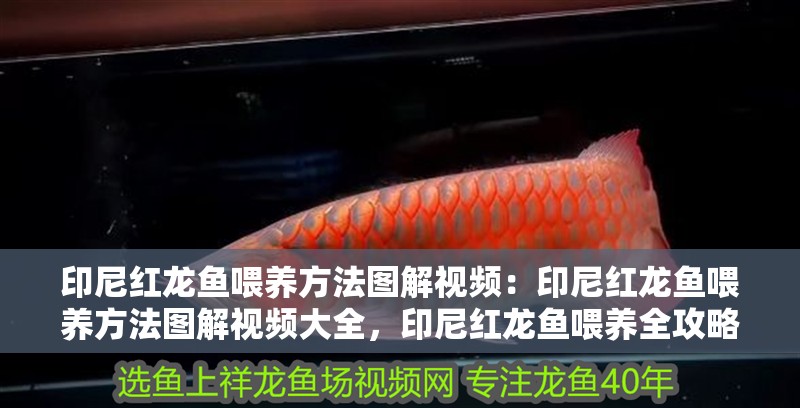 印尼紅龍魚喂養方法圖解視頻：印尼紅龍魚喂養方法圖解視頻大全，印尼紅龍魚喂養全攻略，圖解視頻教程合集 印尼紅龍魚喂養方法圖解視頻：印尼紅龍魚喂養方法圖解視頻大全，印尼紅龍魚喂養全攻略，圖解視頻教程合集 水族問答