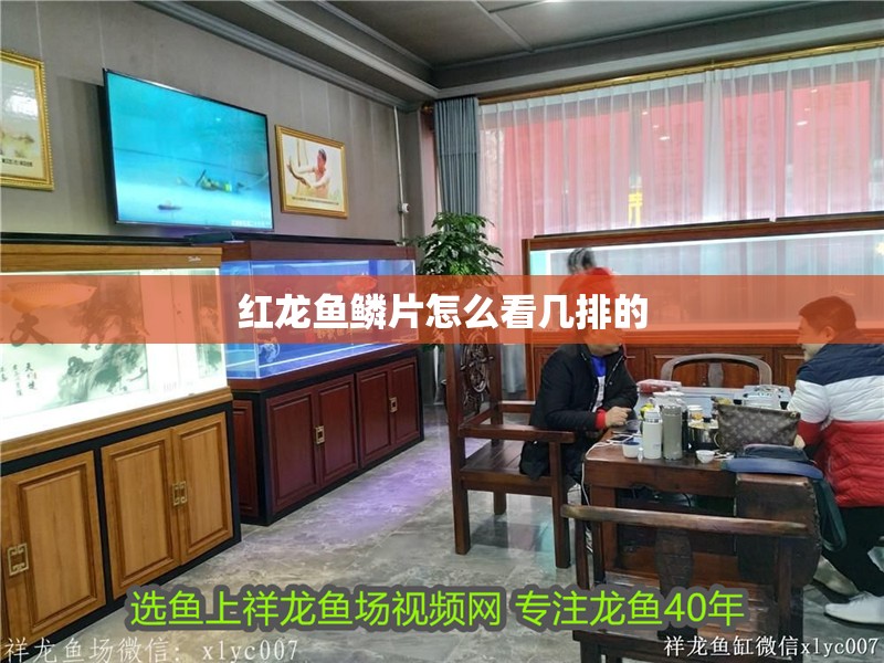 紅龍魚鱗片怎么看幾排的