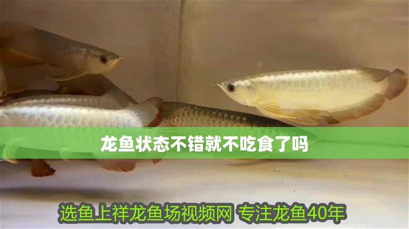 龍魚狀態不錯就不吃食了嗎
