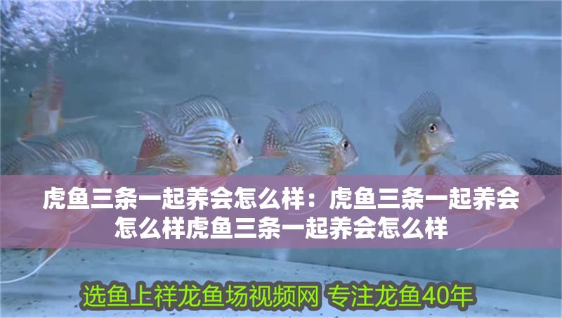 虎魚三條一起養(yǎng)會怎么樣：虎魚三條一起養(yǎng)會怎么樣虎魚三條一起養(yǎng)會怎么樣