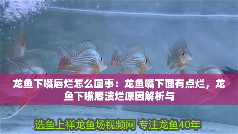 龍魚下嘴唇爛怎么回事：龍魚嘴下面有點爛，龍魚下嘴唇潰爛原因解析與 龍魚下嘴唇爛怎么回事：龍魚嘴下面有點爛，龍魚下嘴唇潰爛原因解析與 水族問答