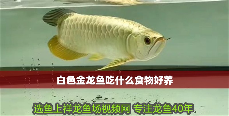 白色金龍魚吃什么食物好養