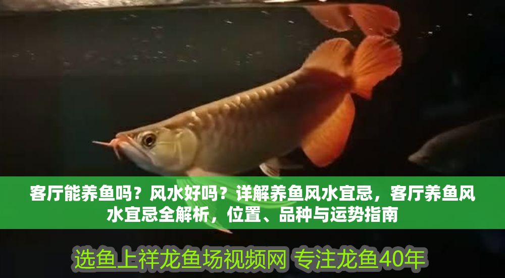 客廳能養(yǎng)魚嗎？風(fēng)水好嗎？詳解養(yǎng)魚風(fēng)水宜忌，客廳養(yǎng)魚風(fēng)水宜忌全解析，位置、品種與運(yùn)勢(shì)指南