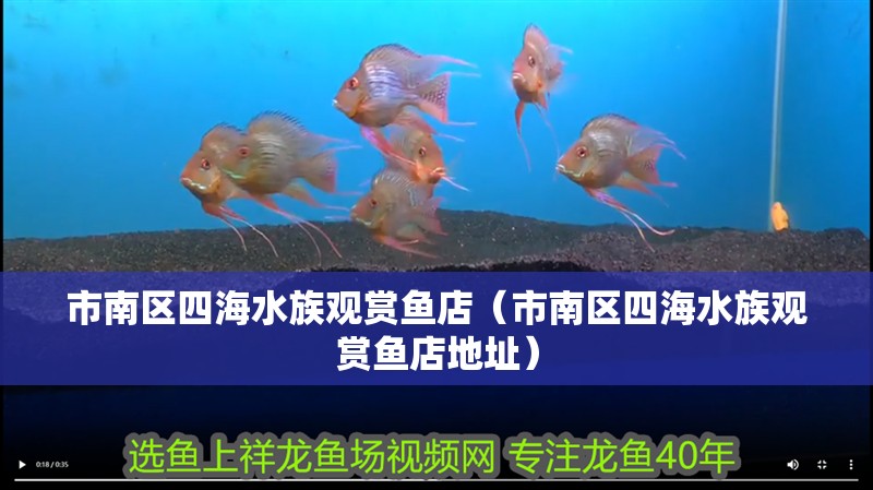 市南區四海水族觀賞魚店（市南區四海水族觀賞魚店地址）