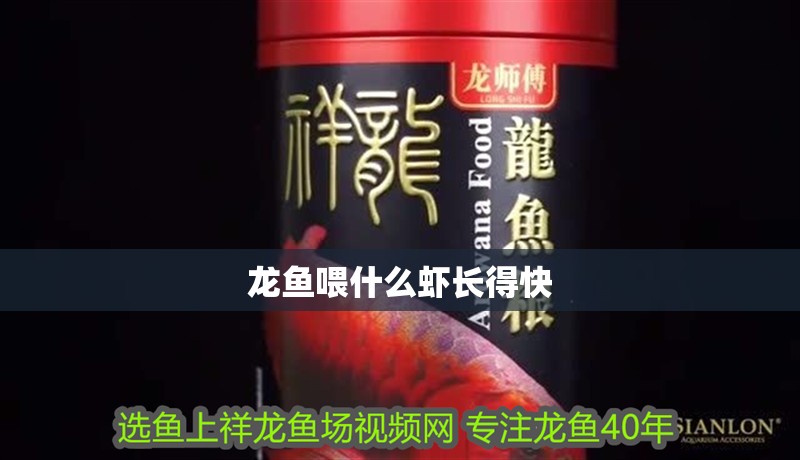 龍魚喂什么蝦長得快