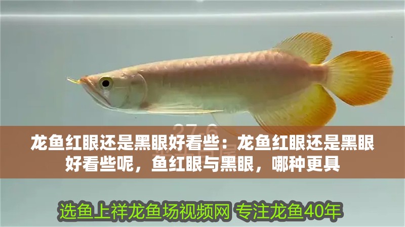 龍魚紅眼還是黑眼好看些：龍魚紅眼還是黑眼好看些呢，魚紅眼與黑眼，哪種更具