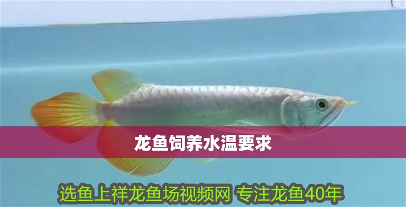 龍魚飼養水溫要求 龍魚飼養水溫要求 龍魚百科 第2張