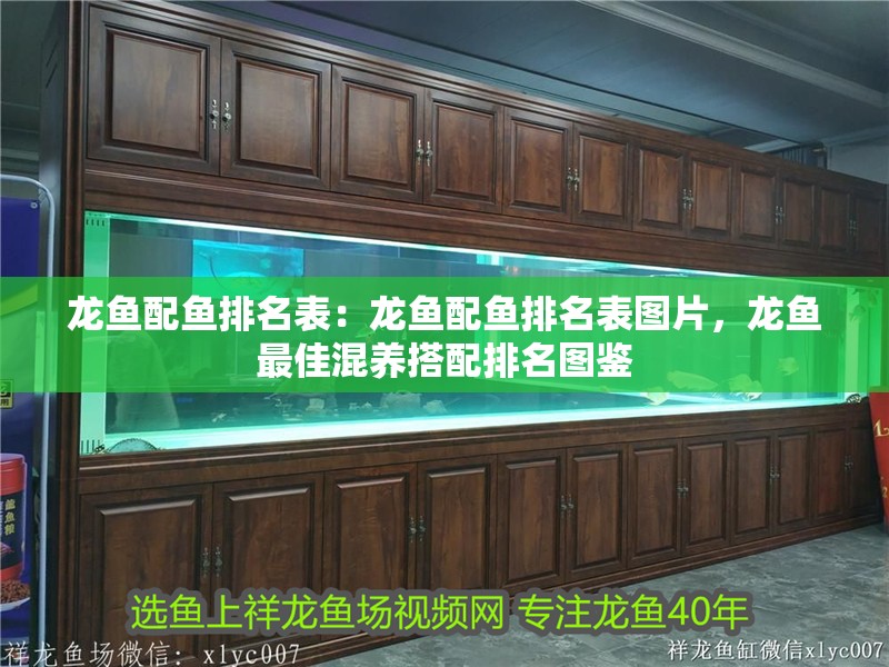 龍魚配魚排名表：龍魚配魚排名表圖片，龍魚最佳混養搭配排名圖鑒 龍魚配魚排名表：龍魚配魚排名表圖片，龍魚最佳混養搭配排名圖鑒 水族問答
