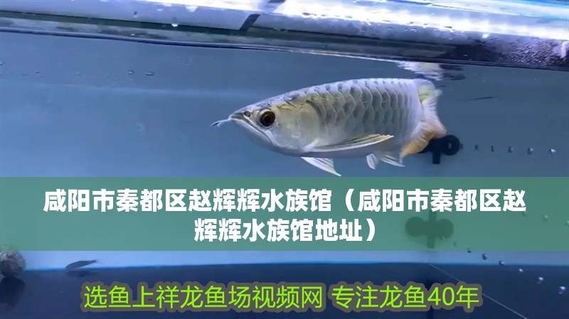 咸陽市秦都區趙輝輝水族館（咸陽市秦都區趙輝輝水族館地址）