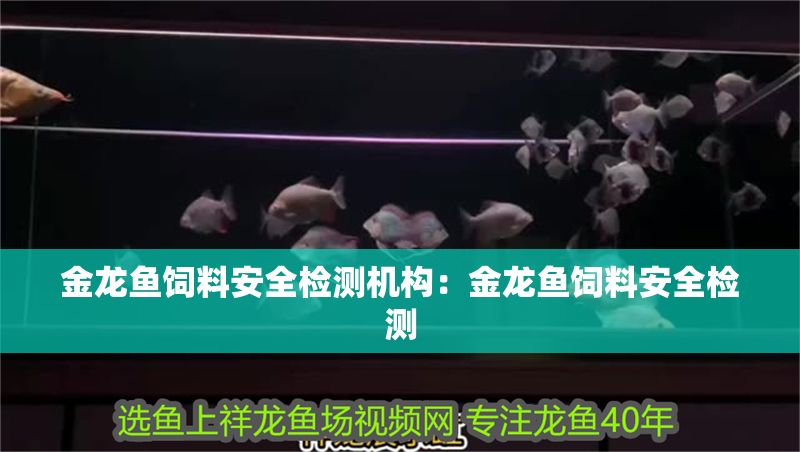 金龍魚飼料安全檢測機構：金龍魚飼料安全檢測 金龍魚飼料安全檢測機構：金龍魚飼料安全檢測 金龍魚百科 第1張