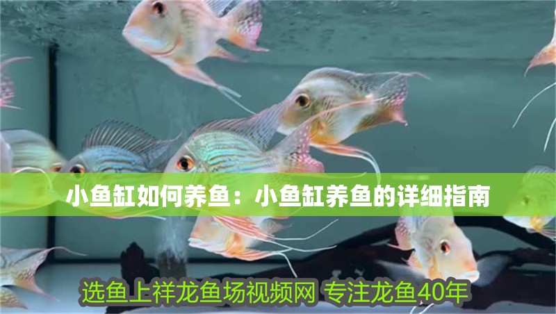 小魚(yú)缸如何養(yǎng)魚(yú)：小魚(yú)缸養(yǎng)魚(yú)的詳細(xì)指南 小魚(yú)缸如何養(yǎng)魚(yú)：小魚(yú)缸養(yǎng)魚(yú)的詳細(xì)指南 魚(yú)缸百科