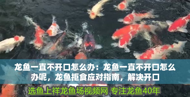 龍魚一直不開口怎么辦：龍魚一直不開口怎么辦呢，龍魚拒食應對指南，解決開口