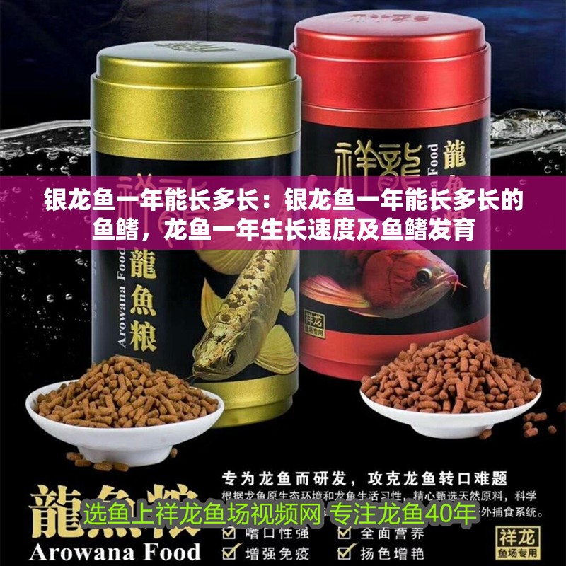 銀龍魚一年能長多長：銀龍魚一年能長多長的魚鰭，龍魚一年生長速度及魚鰭發育
