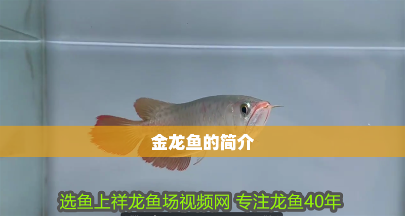 金龍魚的簡介