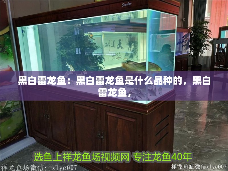 黑白雷龍魚：黑白雷龍魚是什么品種的，黑白雷龍魚，