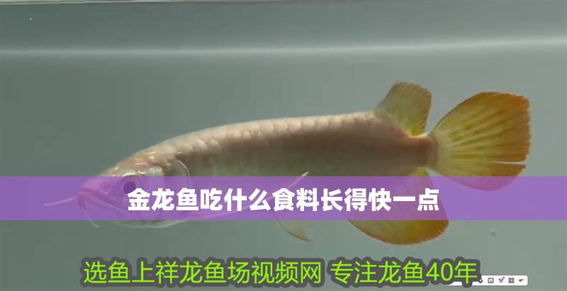 金龍魚吃什么食料長(zhǎng)得快一點(diǎn)
