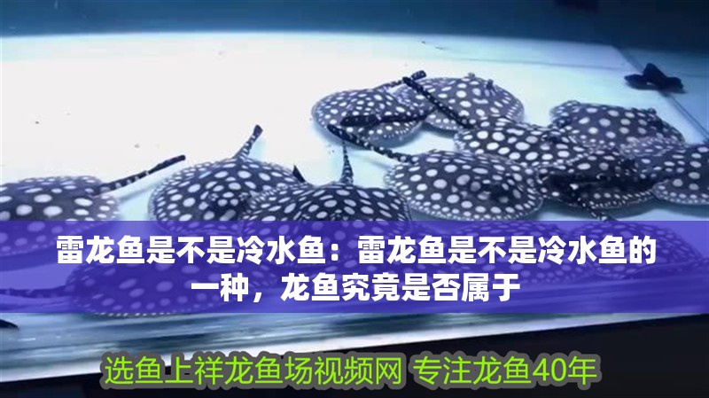 雷龍魚(yú)是不是冷水魚(yú)：雷龍魚(yú)是不是冷水魚(yú)的一種，龍魚(yú)究竟是否屬于 雷龍魚(yú)是不是冷水魚(yú)：雷龍魚(yú)是不是冷水魚(yú)的一種，龍魚(yú)究竟是否屬于 水族問(wèn)答