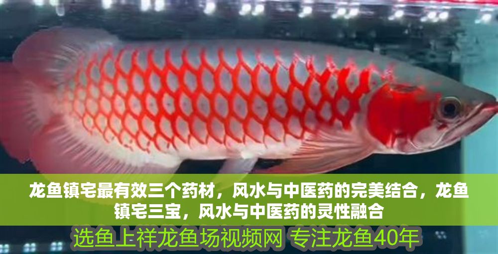 龍魚鎮(zhèn)宅最有效三個(gè)藥材，風(fēng)水與中醫(yī)藥的完美結(jié)合，龍魚鎮(zhèn)宅三寶，風(fēng)水與中醫(yī)藥的靈性融合
