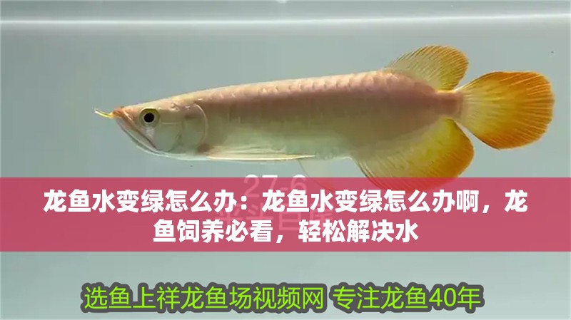 龍魚水變綠怎么辦：龍魚水變綠怎么辦啊，龍魚飼養(yǎng)必看，輕松解決水