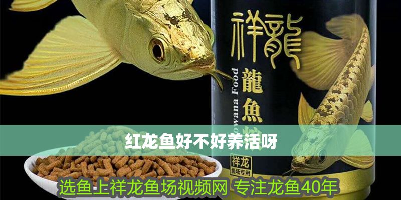 紅龍魚好不好養活呀