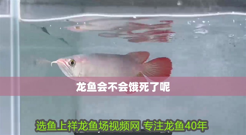 龍魚會不會餓死了呢
