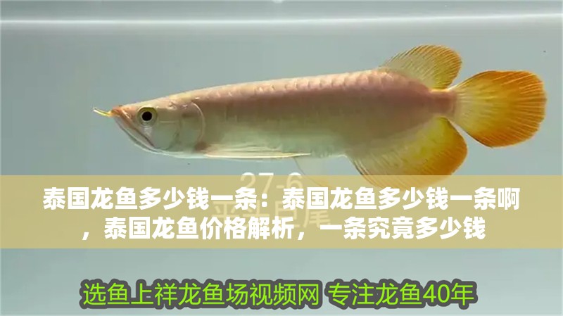 泰國龍魚多少錢一條：泰國龍魚多少錢一條啊，泰國龍魚價格解析，一條究竟多少錢