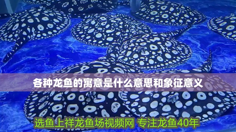 各種龍魚的寓意是什么意思和象征意義