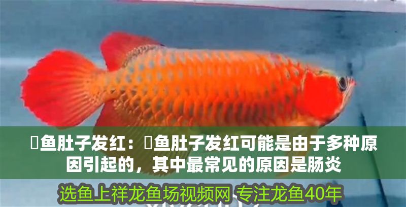 魟魚肚子發紅：魟魚肚子發紅可能是由于多種原因引起的，其中最常見的原因是腸炎