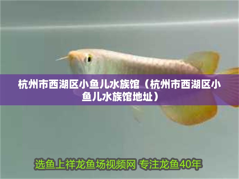 杭州市西湖區小魚兒水族館（杭州市西湖區小魚兒水族館地址）