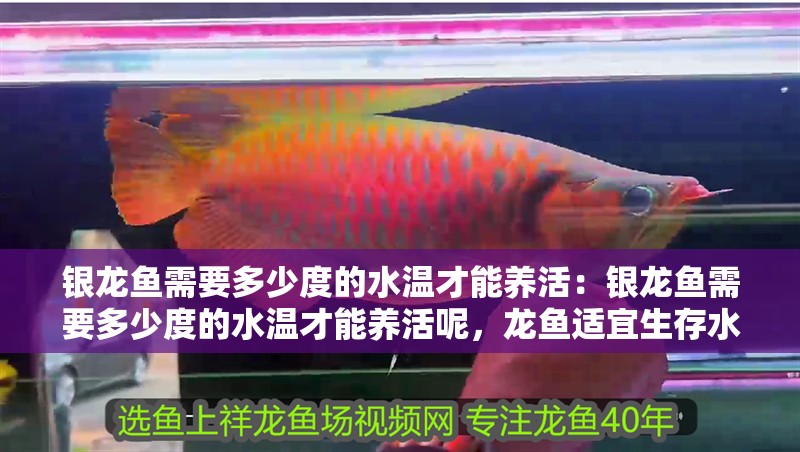 銀龍魚需要多少度的水溫才能養(yǎng)活：銀龍魚需要多少度的水溫才能養(yǎng)活呢，龍魚適宜生存水溫解析，精準(zhǔn)掌控