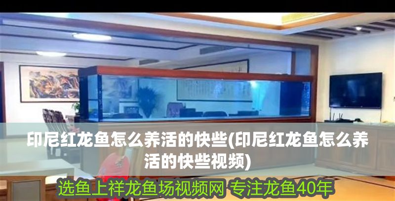 印尼紅龍魚怎么養活的快些(印尼紅龍魚怎么養活的快些視頻)