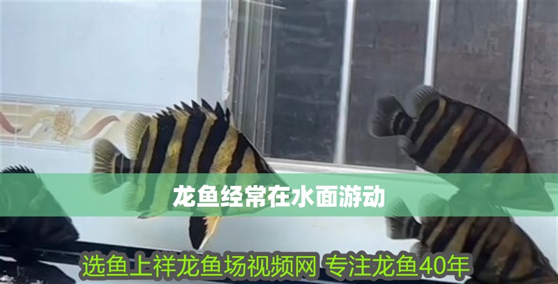 龍魚經常在水面游動