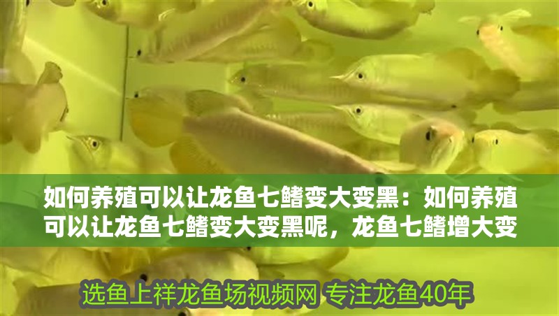 如何養(yǎng)殖可以讓龍魚七鰭變大變黑：如何養(yǎng)殖可以讓龍魚七鰭變大變黑呢，龍魚七鰭增大變黑的養(yǎng)殖