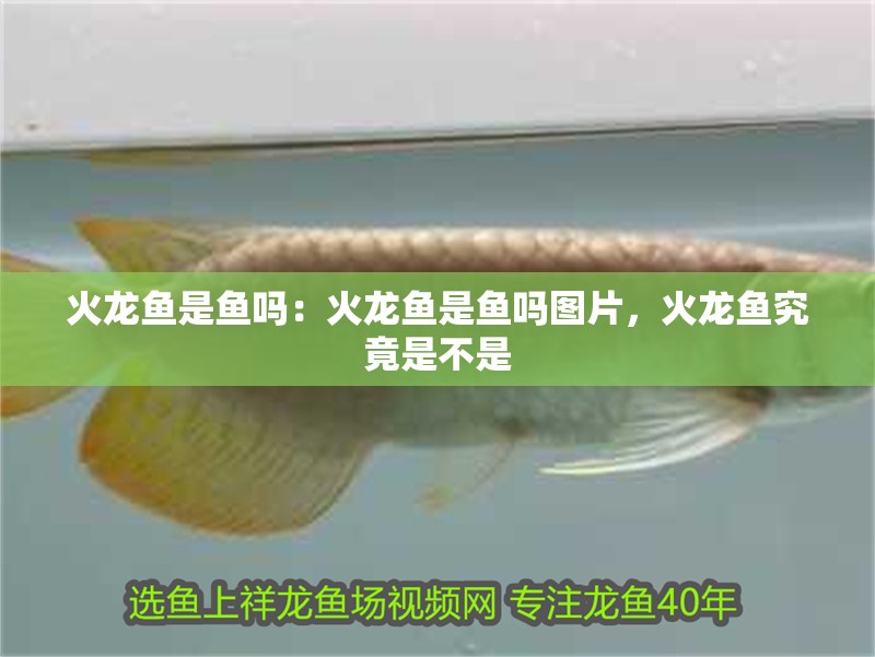火龍魚是魚嗎：火龍魚是魚嗎圖片，火龍魚究竟是不是