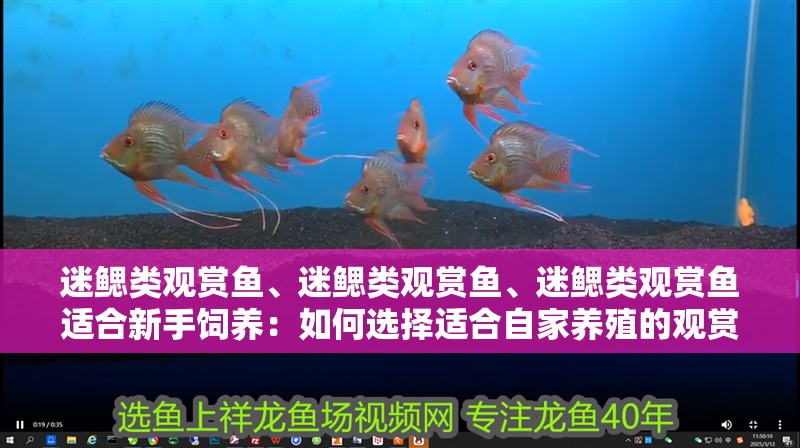 迷鰓類觀賞魚、迷鰓類觀賞魚、迷鰓類觀賞魚適合新手飼養(yǎng)：如何選擇適合自家養(yǎng)殖的觀賞魚