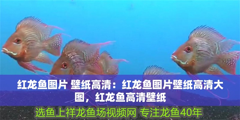 紅龍魚圖片 壁紙高清:紅龍魚圖片壁紙高清大圖,紅龍魚高清壁紙 水族問答 紅龍魚圖片 壁紙高清:紅龍魚圖片壁紙高清大圖,紅龍魚高清壁紙 紅龍魚圖片 壁紙高清:紅龍魚圖片壁紙高清大圖,紅龍魚高清壁紙 水族問答