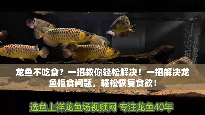 龍魚不吃食？一招教你輕松解決！一招解決龍魚拒食問題，輕松恢復(fù)食欲！